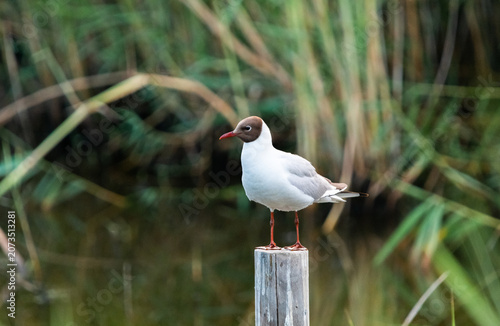 Wild Black-headed Gull Perched in Natural Environment and Soft Light