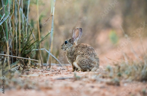 Beautiful wildlife photography of a European hare in its natural habitat at dusk