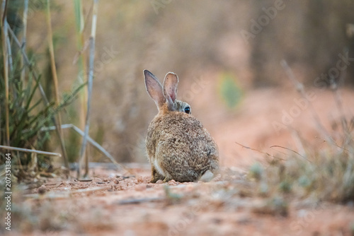 Cute wild rabbit hare ears glowing in the warm golden hour sunset light