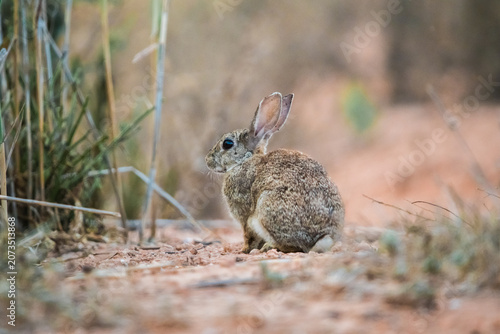 Wild hare sitting in a green grass field during a beautiful golden sunset