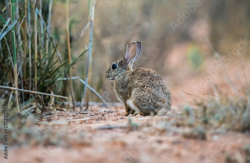 Silhouette of a wild hare standing in a meadow against an orange sunset sky
