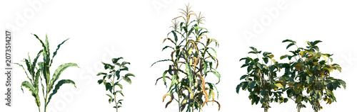 Schilderij op canvas Set of Zea mays and Glycine max frontal isolated png on a transparent background