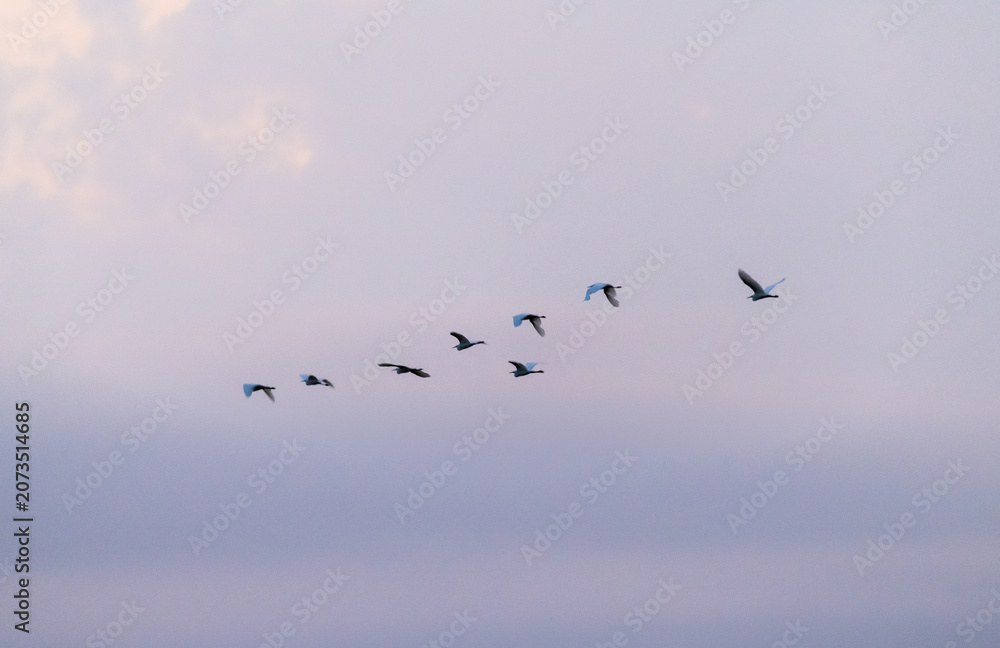 Fototapeta premium Spectacular bird migration with hundreds of birds flying in the evening sky