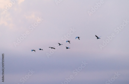 Spectacular bird migration with hundreds of birds flying in the evening sky