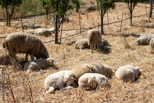 Relaxing Meadow View With Grazing Sheep