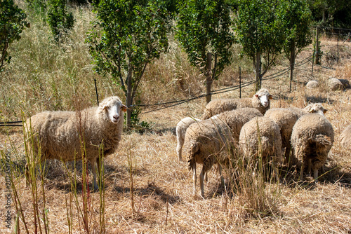 Scenic Rural Landscape With White Sheep