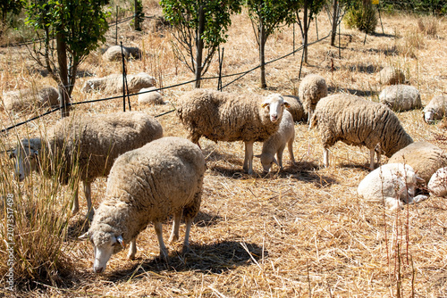 Peaceful Countryside Farm With Sheep Flock