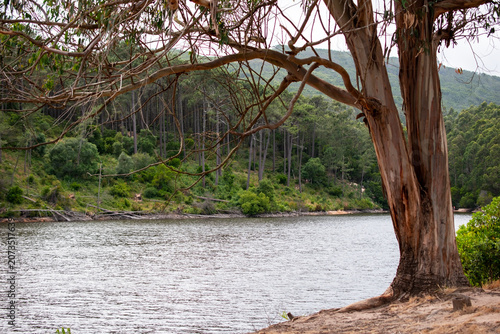 Relaxing Natural Forest Landscape Background