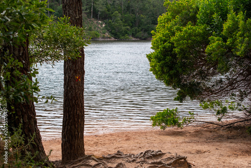 Green Forest Walking Trail View