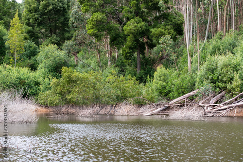 Peaceful Forest Lake Nature Background