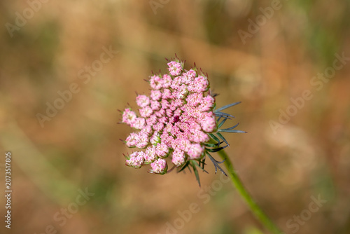Fresh Spring Plant Closeup Natural Background