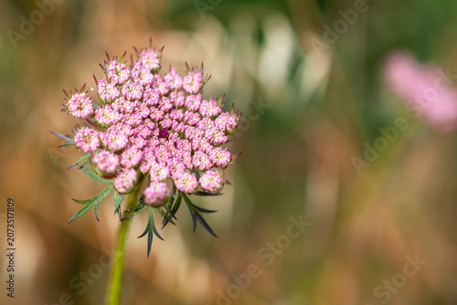 Beautiful Botanical Nature Macro Background Texture