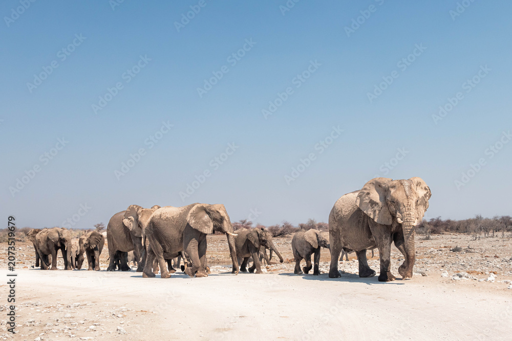 Obraz premium Elephant herd leaving Klein Okevi waterhole in afternoon, Etosha, Namibia