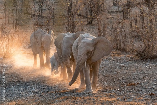 Photography Elephant herd raising dust in late afternoon, while arriving in one line to Hala