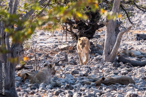 Photography Lioness walking around the Goas waterhole during the sunrise, Etosha, Namibia