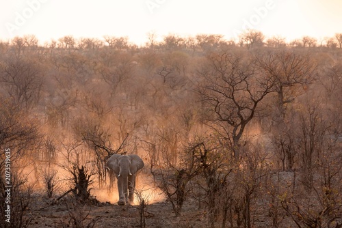 Sticker Single elephant raising dust during sunset, while rushing late to Halali camp wa
