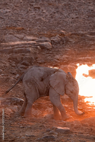 Photography Baby elephant playing in the sunset light at the Halali waterhole, Etosha, Namib