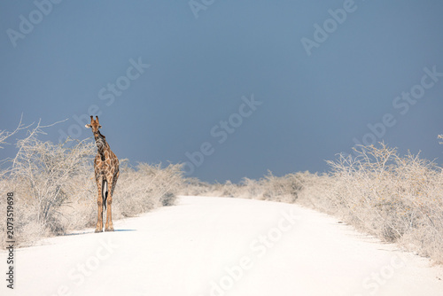 Photography Giraffe crossing dusty road near Namutoni camp, Etosha National Park, Namibia