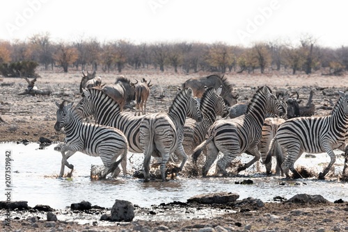 Bild auf Leinwand Family of Zebras being spooked by predator at the waterhole in Etosha National p