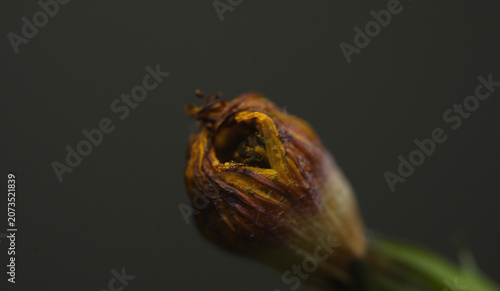 extreme close up yellow flower bud