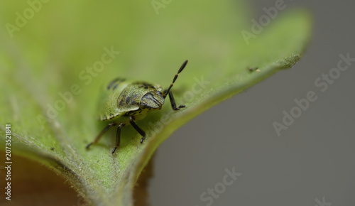 shield bug close up detailed macro shot