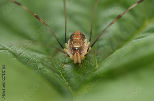 harvestman insect close up on green leaf