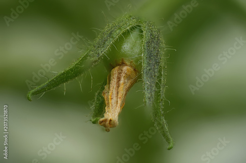 tomato plant close up detailed