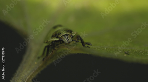 shield bug close up detailed macro shot