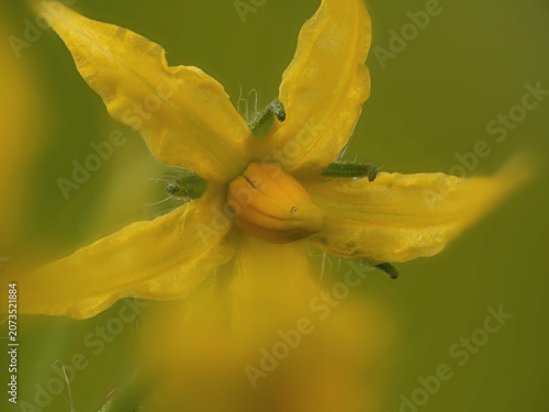 tomato plant close up detailed