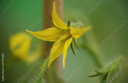 tomato plant close up detailed