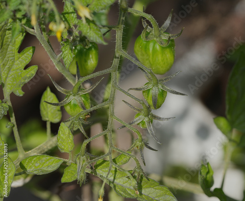 tomato plant close up detailed