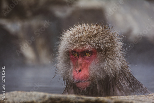 Photography nagano monkey