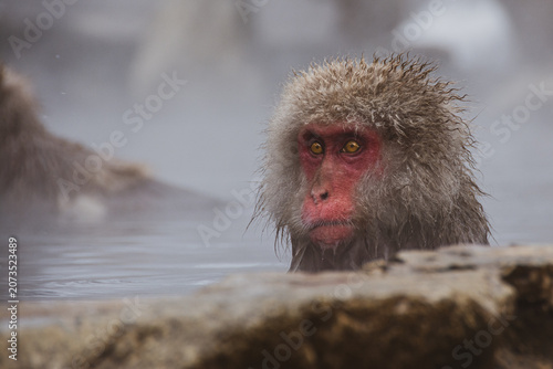 Photography nagano monkey