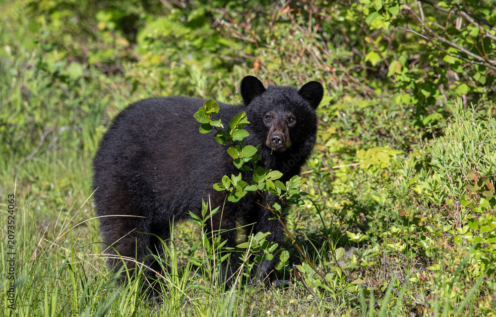 Fototapeta premium American black bear feeding on grass. 