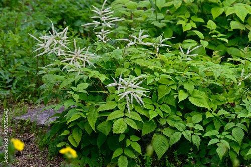 Aruncus dioicus (Bride's feathers) flowers. Rosaceae perennial. It grows in wetlands and produces numerous small, yellowish-white flowers in conical clusters during the summer.