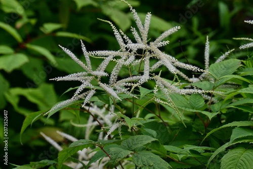 Aruncus dioicus (Bride's feathers) flowers. Rosaceae perennial. It grows in wetlands and produces numerous small, yellowish-white flowers in conical clusters during the summer.