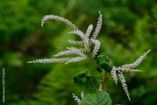 Aruncus dioicus (Bride's feathers) flowers. Rosaceae perennial. It grows in wetlands and produces numerous small, yellowish-white flowers in conical clusters during the summer.