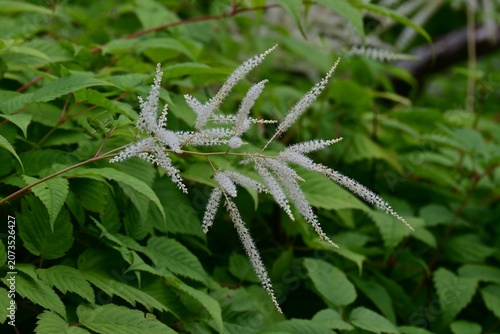 Aruncus dioicus (Bride's feathers) flowers. Rosaceae perennial. It grows in wetlands and produces numerous small, yellowish-white flowers in conical clusters during the summer.