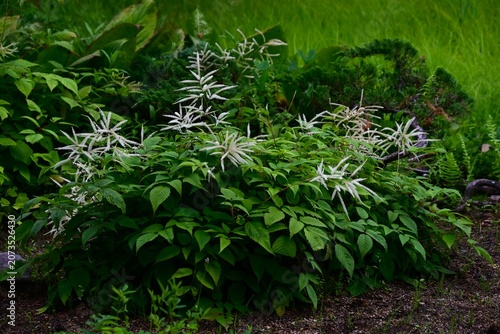 Aruncus dioicus (Bride's feathers) flowers. Rosaceae perennial. It grows in wetlands and produces numerous small, yellowish-white flowers in conical clusters during the summer.