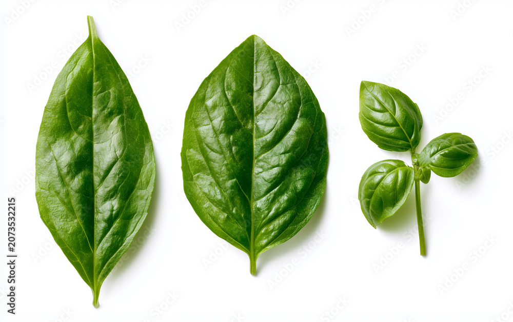 Obraz premium fresh green basil leaves isolated on white background, top view