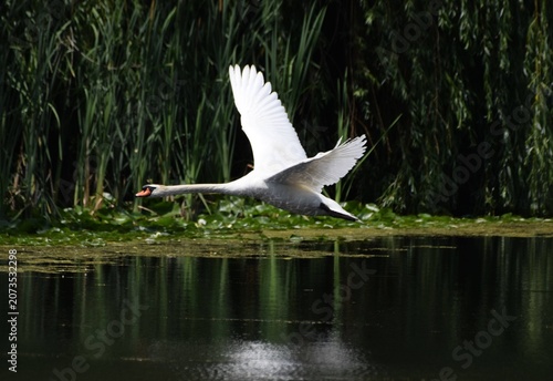Obraz na płótnie Mute Swan