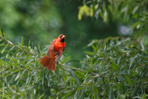 Male northern cardinal red bird in trees inflight ascending upwards. 