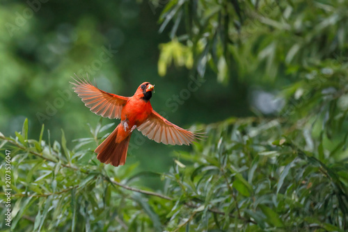 Male northern cardinal red bird in trees inflight ascending upwards. 