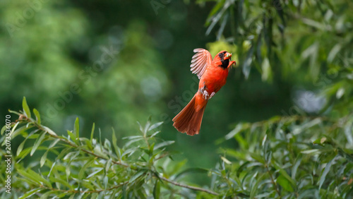 Male northern cardinal red bird in trees inflight ascending upwards. 