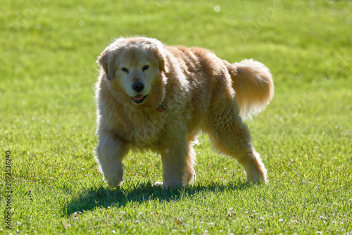 Golden retriever walking in sunny grassy field. 