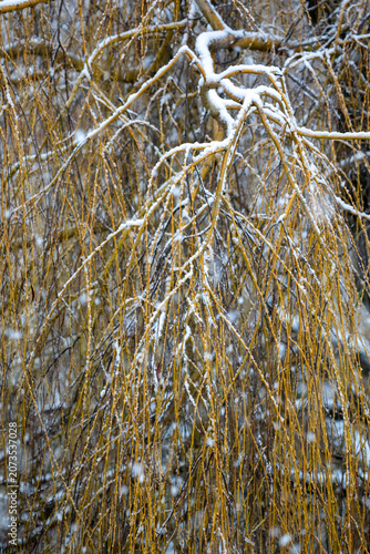 Snow falling on a weeping willow tree in a garden, United Kingdom