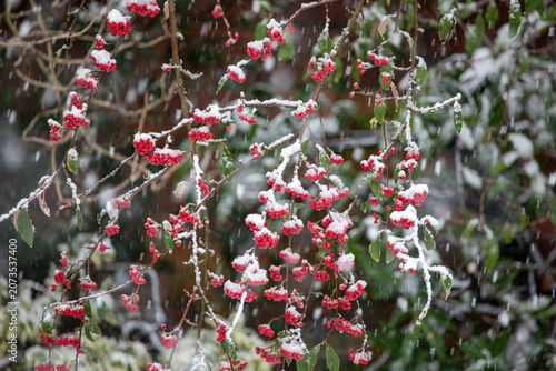 Cotoneaster frigidus Cornubia with bright red berries in a flurry of snow, United Kingdom