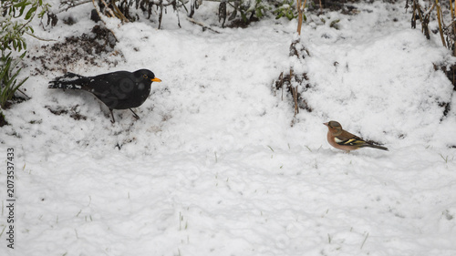 Chaffinch and Blackbird feeding from the ground in the snow in a garden, United Kingdom