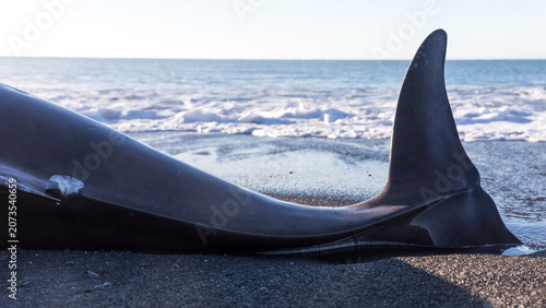 Fotografie Cuvier beaked whale washed ashore in Kaikoura, New Zealand