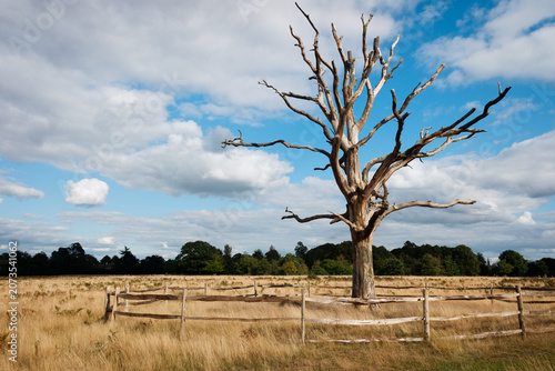 bare tree bushy park london
